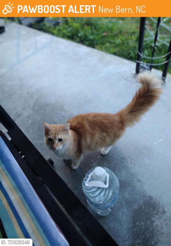 Found/Stray Unknown Cat last seen Near Old Cherry Point Rd, New Bern, NC 28560