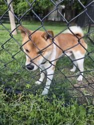 Found/Stray Male Dog last seen Hunter Park Dog Park - inside dog park fence, Norwood, OH 45212