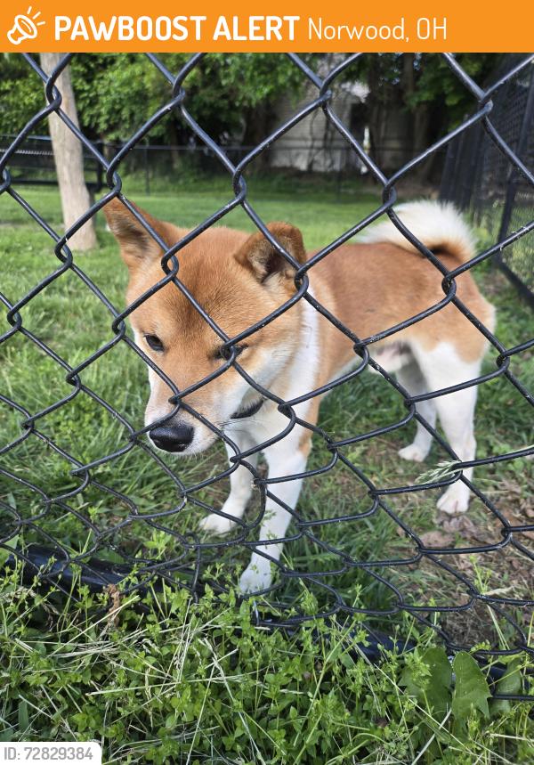 Found/Stray Male Dog last seen Hunter Park Dog Park - inside dog park fence, Norwood, OH 45212