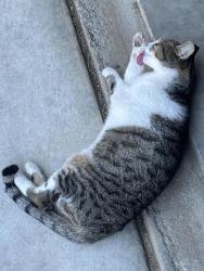 Lost Female Cat last seen wayne ave 95131, San Jose, CA 95131