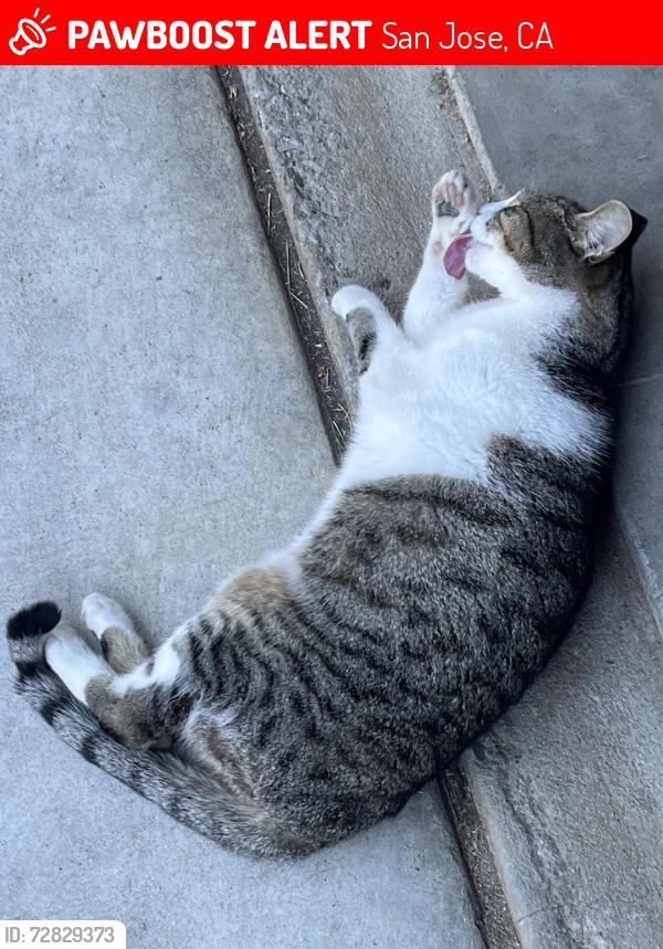 Lost Female Cat last seen wayne ave 95131, San Jose, CA 95131