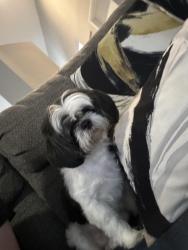Found/Stray Female Dog last seen Between Nob Hill and Pine Island , Broward County, FL 33317