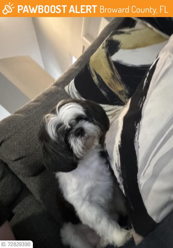 Found/Stray Female Dog last seen Between Nob Hill and Pine Island , Broward County, FL 33317