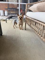 Found/Stray Male Dog last seen Ramblewood Hill Dr W, Wilson, Nc, Usa, Wilson, NC 27893