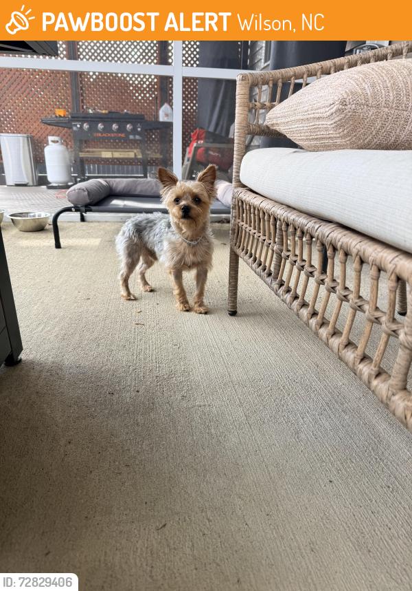 Found/Stray Male Dog last seen Ramblewood Hill Dr W, Wilson, Nc, Usa, Wilson, NC 27893