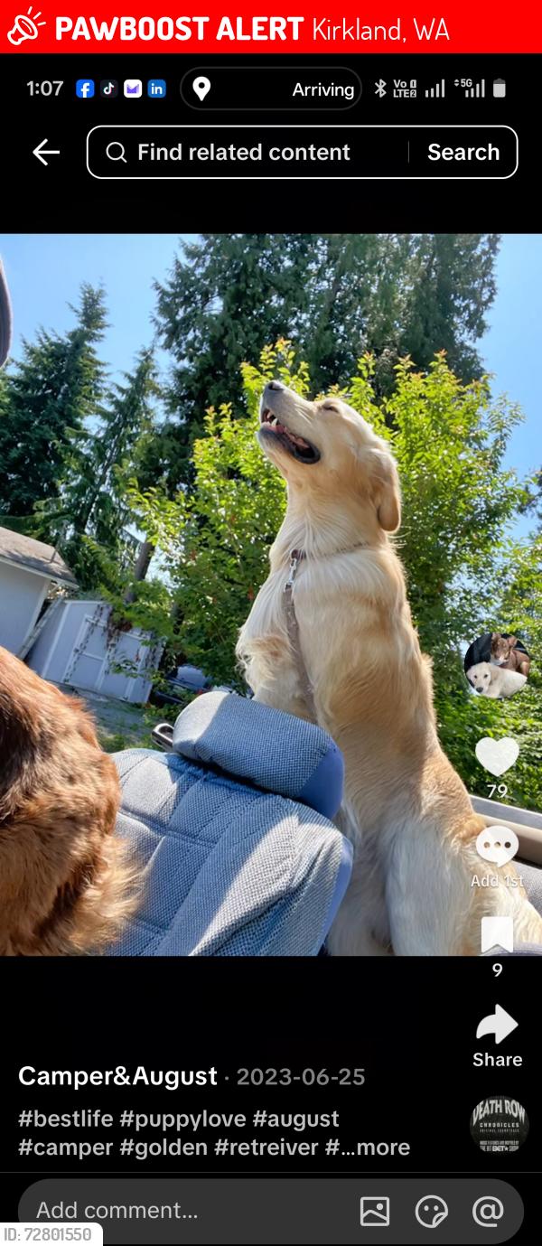 Lost Male Dog last seen kirkland,wa, Kirkland, WA 98034