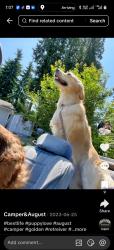 Lost Male Dog last seen kirkland,wa, Kirkland, WA 98034