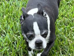 Found/Stray Male Dog last seen Belvedere, Beaumont, TX 77702