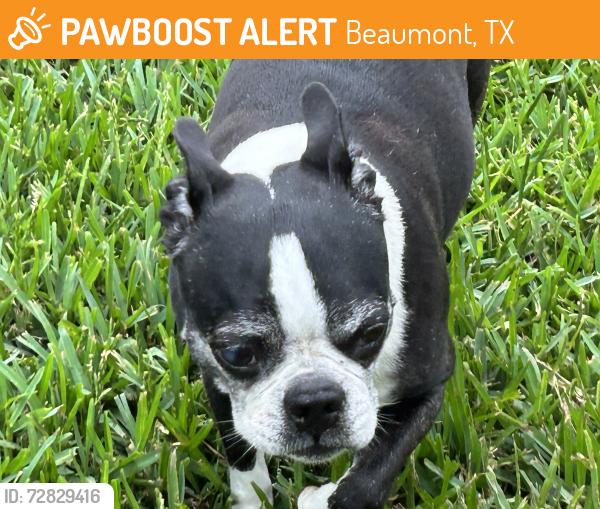 Found/Stray Male Dog last seen Belvedere, Beaumont, TX 77702