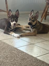 Reunited Male Dog last seen Grande ave, Wildomar, CA 92595