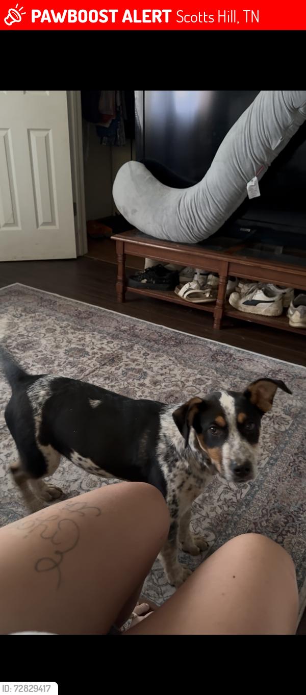 Lost Female Dog last seen Hughes rd Scott's hill tn , Scotts Hill, TN 38374