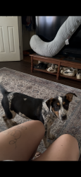 Lost Female Dog last seen Hughes rd Scott's hill tn , Scotts Hill, TN 38374