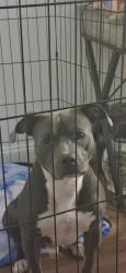 Lost Male Dog last seen Port Malabar, Palm Bay, FL 32905