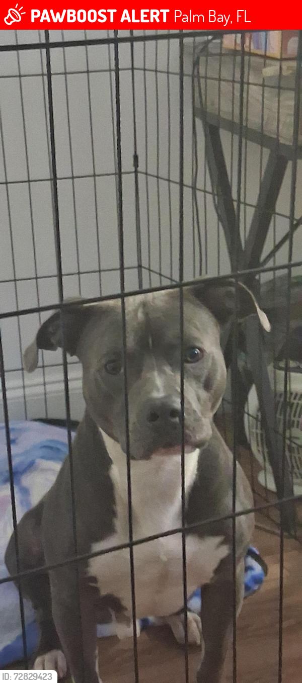Lost Male Dog last seen Port Malabar, Palm Bay, FL 32905