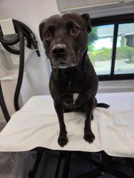 Lost Female Dog last seen Near Beaumont drive , San Jose, CA 95129