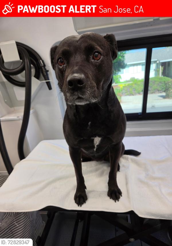 Lost Female Dog last seen Near Beaumont drive, San Jose, CA 95129