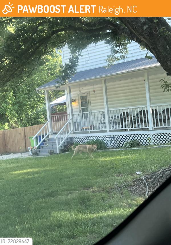 Found/Stray Unknown Dog last seen New hope rd, Raleigh, NC 27604