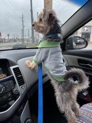 Lost Male Dog last seen Belmeade , Corpus Christi, TX 78412