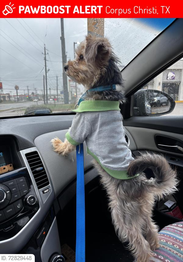 Lost Male Dog last seen Belmeade , Corpus Christi, TX 78412