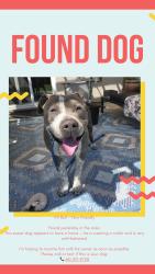 Found/Stray Male Dog last seen Mccutchen, Bakersfield, CA 93313