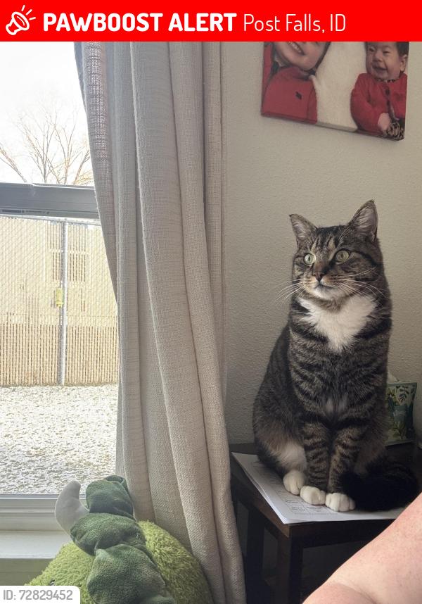 Lost Male Cat last seen Shindigs in Hauser, Post Falls, ID 83854