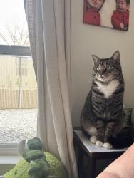 Lost Male Cat last seen Shindigs in Hauser , Post Falls, ID 83854