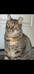 Lost Female Cat last seen Canfa Drive, Balch Springs, TX 75180