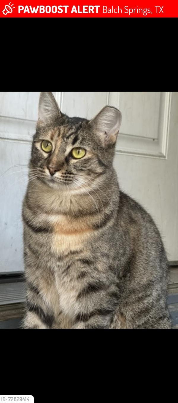 Lost Female Cat last seen Canfa Drive, Balch Springs, TX 75180