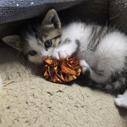 Lost Male Cat last seen Pickerington Methodist hosp , Pickerington, OH 43147