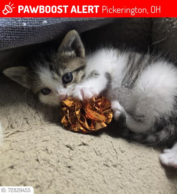 Lost Male Cat last seen Pickerington Methodist hosp , Pickerington, OH 43147