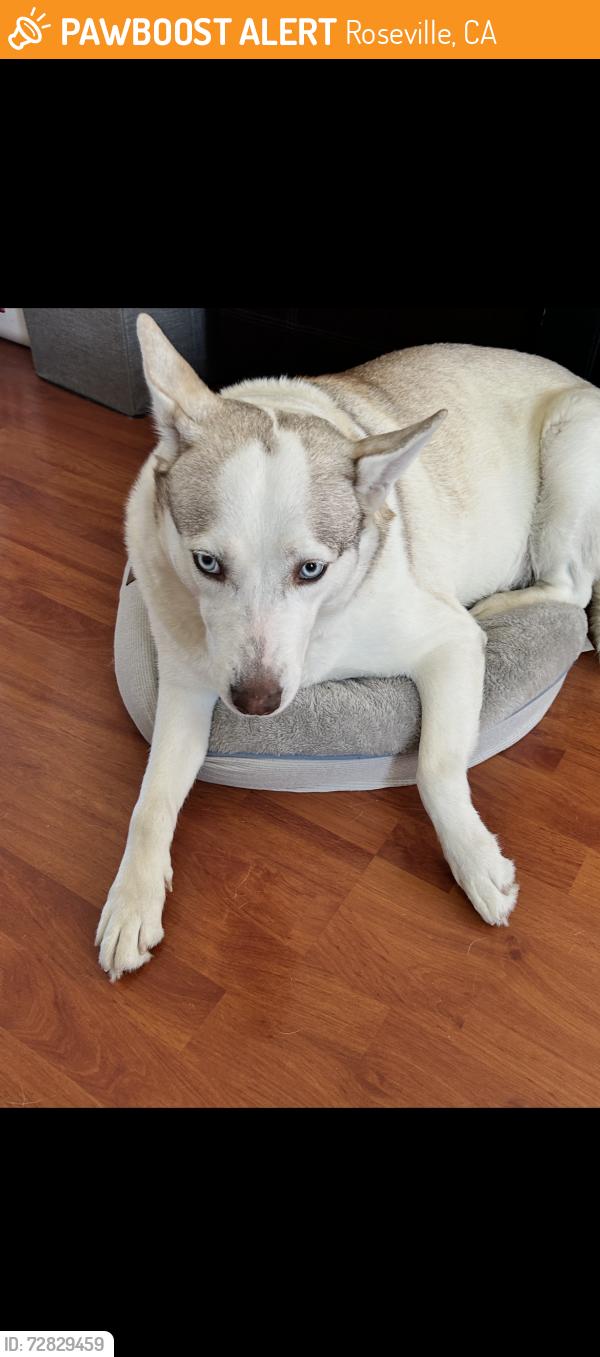 Found/Stray Female Dog last seen Royer park , Roseville, CA 95678