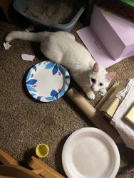 Lost Female Cat last seen 9ths street, Newport, KY 41071