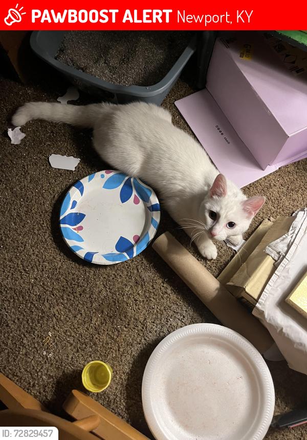 Lost Female Cat last seen 9ths street, Newport, KY 41071