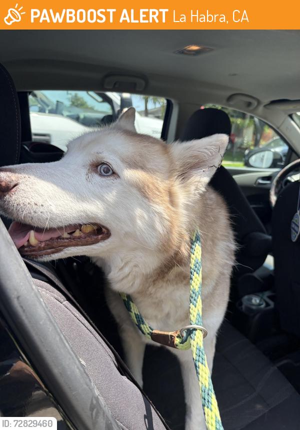 Found/Stray Female Dog last seen La casa ave and las lomas drive , La Habra, CA 90631