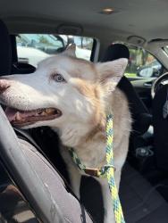 Found/Stray Female Dog last seen La casa ave and las lomas drive , La Habra, CA 90631