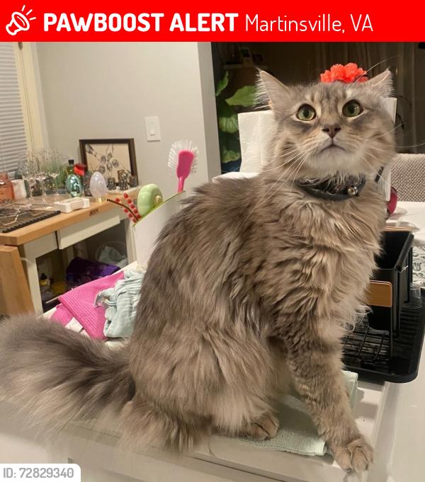 Lost Male Cat last seen ridge rd in collinsville va roads behind the old YMCA, Martinsville, VA 24112