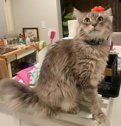 Lost Male Cat last seen ridge rd in collinsville va roads behind the old YMCA, Martinsville, VA 24112