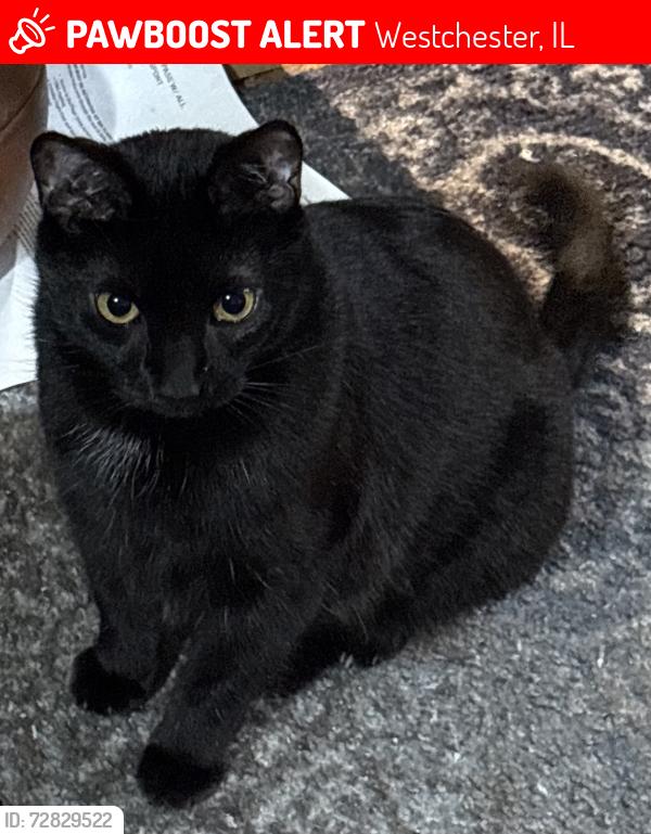 Lost Male Cat last seen Preston , Westchester, IL 60154