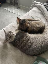 Lost Male Cat last seen Daugherty drive, Reynoldsburg, OH 43068
