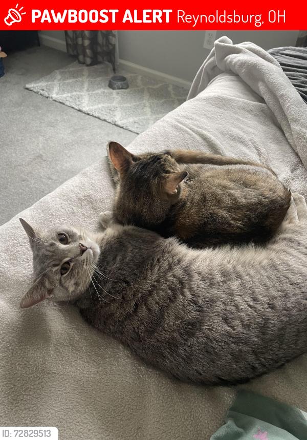 Lost Male Cat last seen Daugherty drive, Reynoldsburg, OH 43068