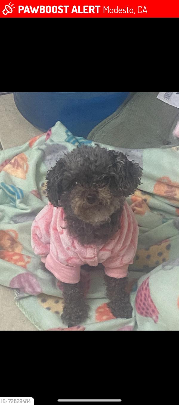 Lost Female Dog last seen Near West union ave , Modesto, CA 95356
