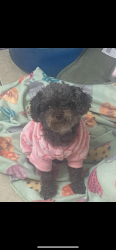 Lost Female Dog last seen Near West union ave , Modesto, CA 95356