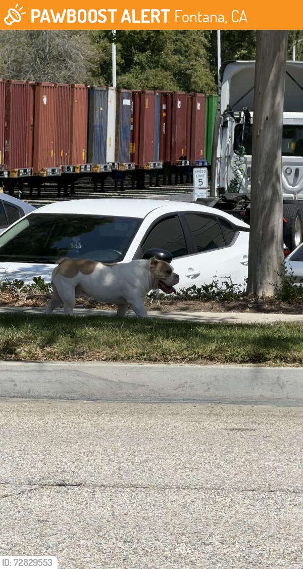 Found/Stray Male Dog last seen Near target ! , Fontana, CA 92337