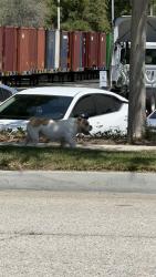 Found/Stray Male Dog last seen Near target ! , Fontana, CA 92337
