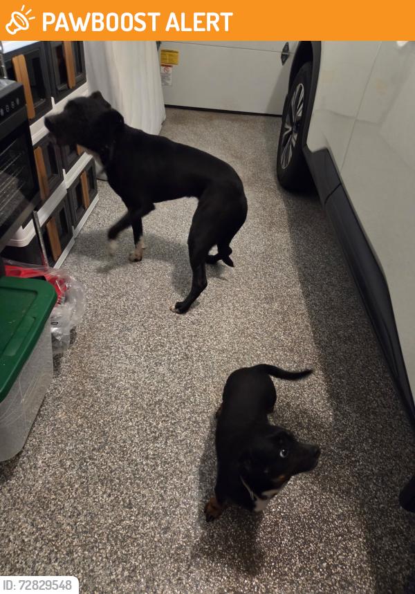 Found/Stray Male Dog last seen Chapel hills and bell drive , Colorado Springs, CO 80920