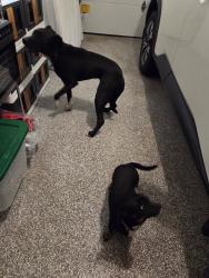 Found/Stray Male Dog last seen Chapel hills and bell drive , Colorado Springs, CO 80920