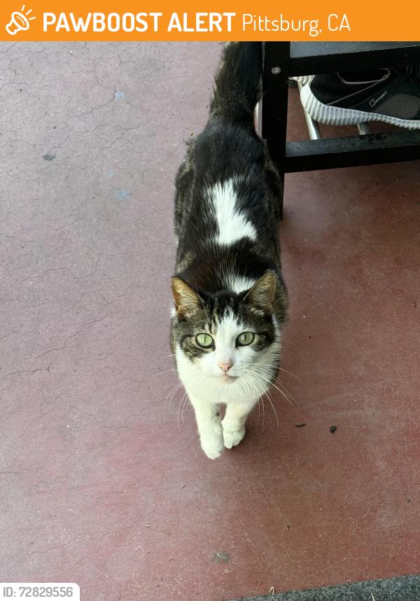 Found/Stray Unknown Cat last seen Railroad avenue, Pittsburg, CA 94565