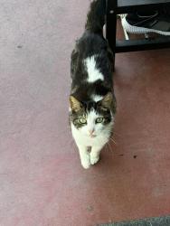 Found/Stray Unknown Cat last seen Railroad avenue, Pittsburg, CA 94565