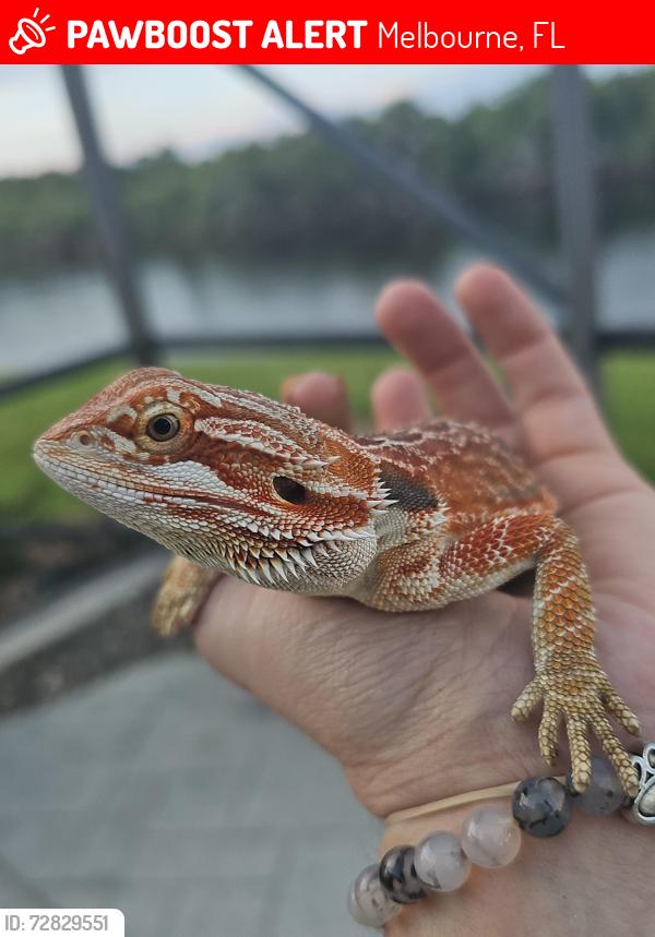 Lost Female Reptile last seen Summer Brook St, my backyard (2355), Melbourne, FL 32940