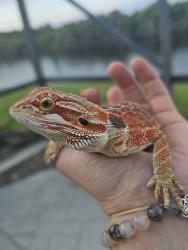 Lost Female Reptile last seen Summer Brook St, my backyard (2355), Melbourne, FL 32940